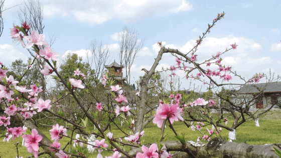  #旅游度假区#春游到南充，安逸得ban