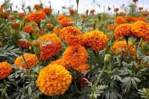 『拥有』4种花,丢土里就能活,在家养一盆,蚊虫不敢靠近,值得拥有