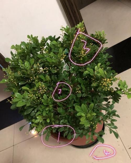  『水姿势不对』花店买回来的带花苞米兰花到底怎么养，才几天米兰花就叶黄花苞掉