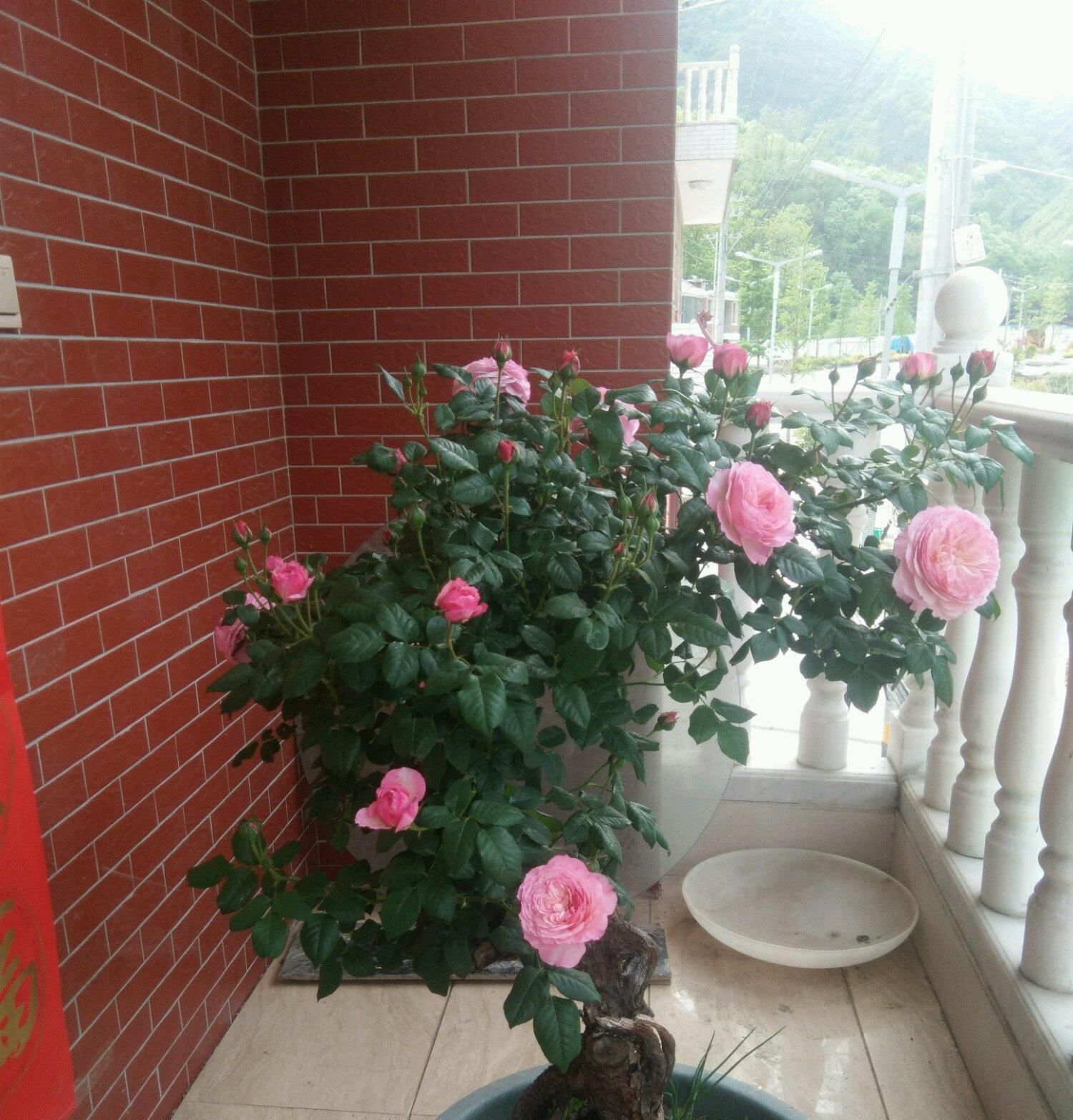 『值得』一花多色，花香浓郁，多季重复开花，还很便宜，此盆栽花值得拥有