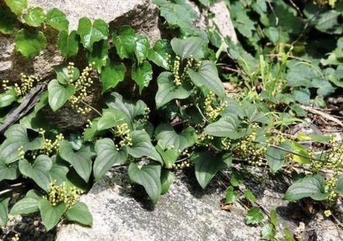 #值钱#户外的1种“植物”,和“杂草”很像,殊不知根茎“值钱”,少见