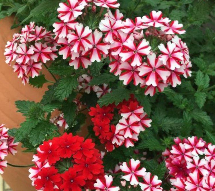  『花型』3种花，是花卉中的“劳模”，全年开花不断，花型紧簇，花量多！