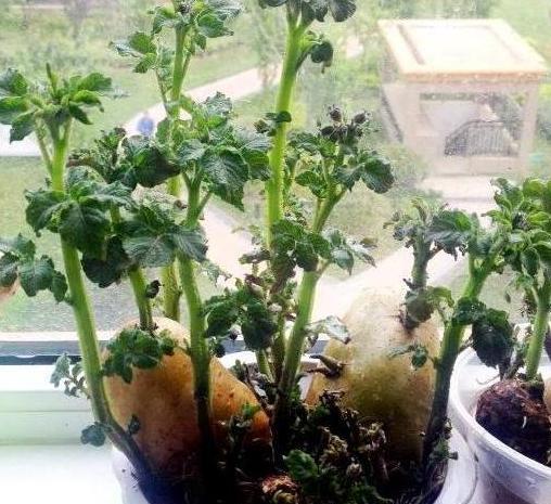 红薯:土豆、红薯发芽了怎么办?跟着学3步操作,轻松水培成绿植景观