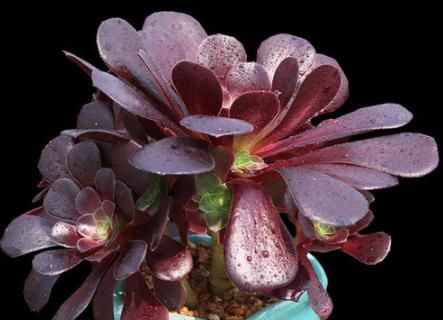  『花桩』3月养“法师”，给它“挪挪”位置，马上焕发生机，花桩越长越粗