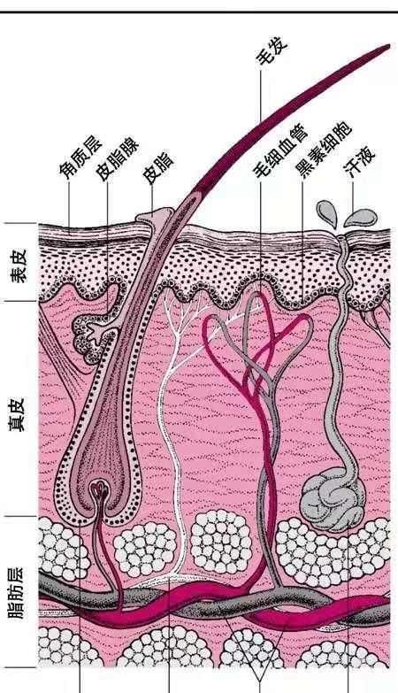  『分泌皮脂』毛孔粗大，有黑头的人怎么护肤？