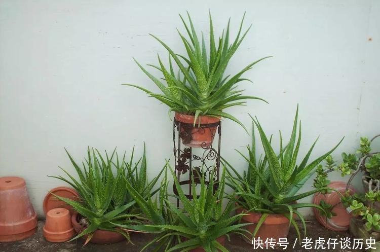 『懒人』为懒人准备的6种盆栽花卉, 一两个月忘记浇水也能活得滋润