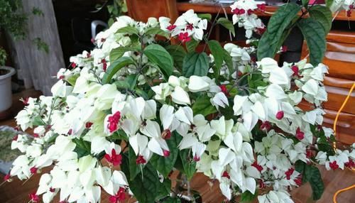  「晚霞」喜欢菊花，就养盆“珍贵名菊”夕阳牧归，似金黄晚霞，鲜艳美丽