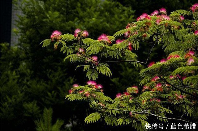 「寓意」粉嫩轻柔的合欢花,2个拍摄思路,表现寓意美好长久的花卉照片