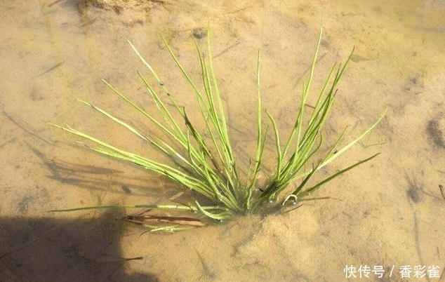  【采挖】这种像韭菜的野草不要随意采挖，是国家一级保护植物，