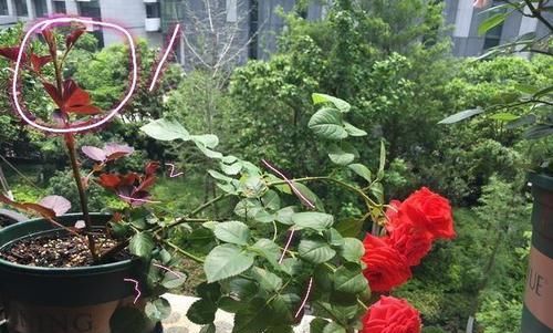  『营养』什么叫月季横拉？月季横拉的枝条开花后如何修剪？