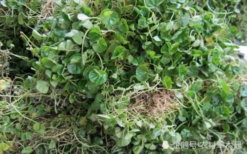  「个头」个头小，还成片生长，50元一斤，见到切勿当杂草