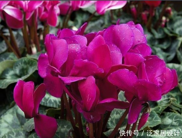 『花草』4种不能乱喷水的花草,搞不好会烂茎枯死,一次就能烂叶烂根