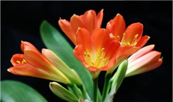 「家养」打春后,家养这几款花卉,花姿卓越,花朵茂盛密集,还你一片花海