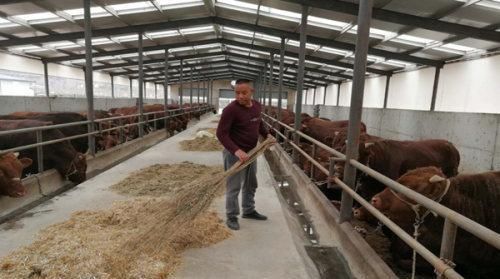 『平凉红牛』“奔赴”香港闯“钱途”静宁有个“致富宝”