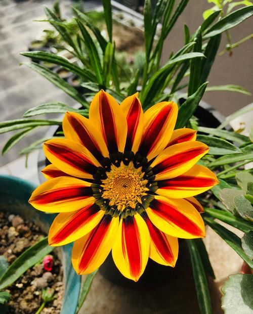  「妩媚动人」喜欢菊花，就养个'珍稀名菊'花芳菊，花开妖娆，妩媚动人，真美