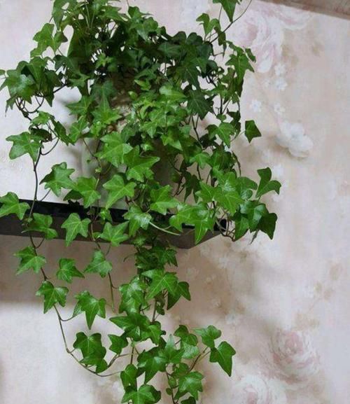  『盆栽』室内养6种植物，能净化空气环境，点缀家居、有益健康