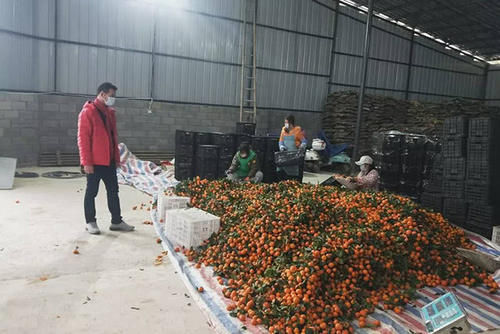  [大棚]从50元跌到10元，还是卖不出去，可让乡亲们愁坏了，销路