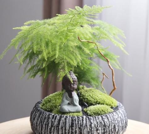  越养越■这3种植物虽然“丑”，却是天然“空气净化器”，越养越值钱