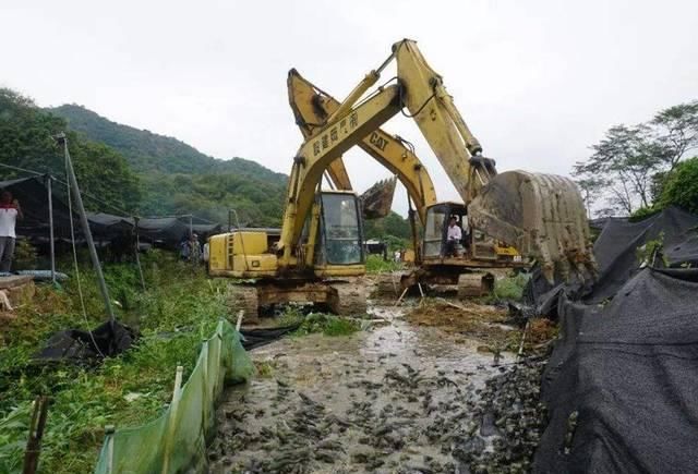  养殖场：曾经每亩躺赚10万，如今养多少亏多少，养殖户：明年还有戏吗？