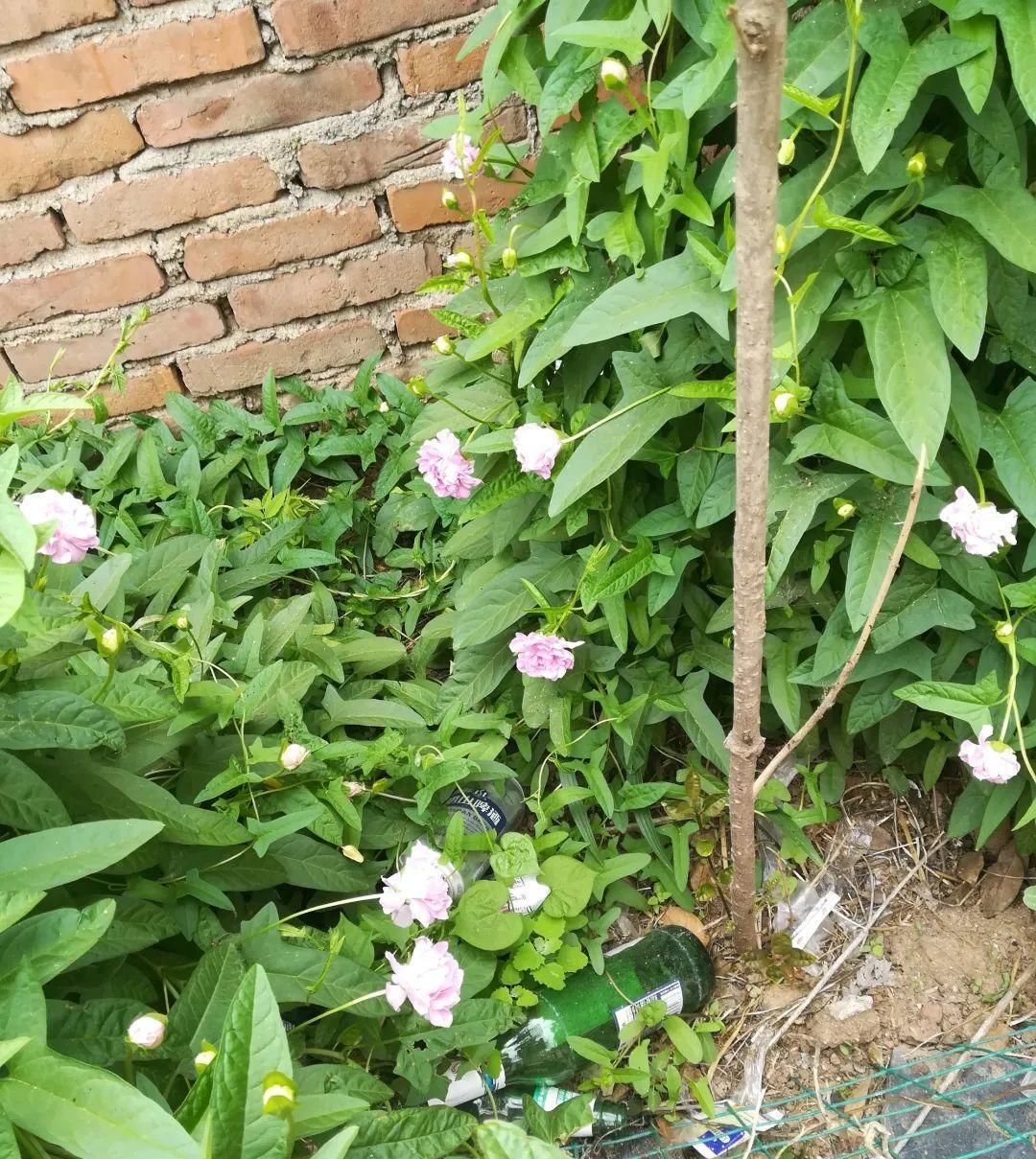  【慎养】这花要慎养，每年砍掉3麻袋，照样蹭蹭长！