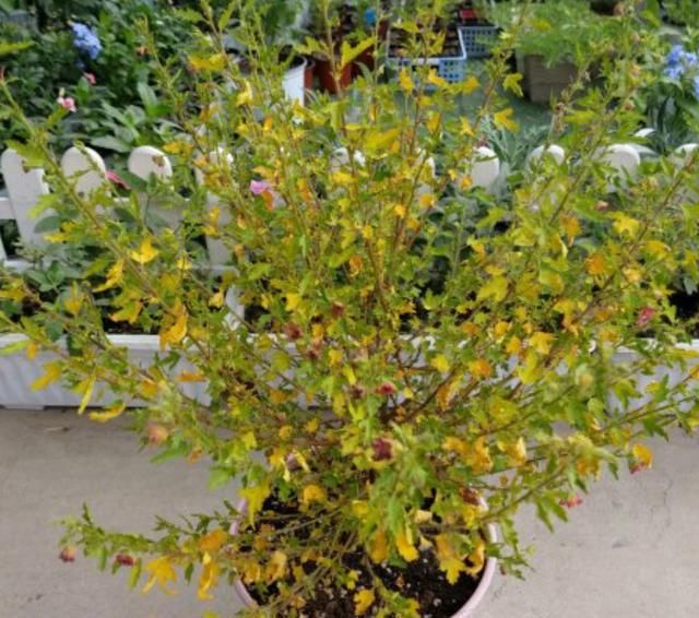  『直射光』开花机器小木槿，花期持久花量大，春夏养护有方法