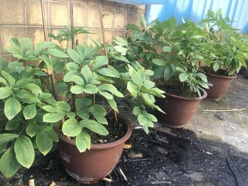  #解决#芍药常见4种病害，及其具体表现，解决病害小妙招，值得学学