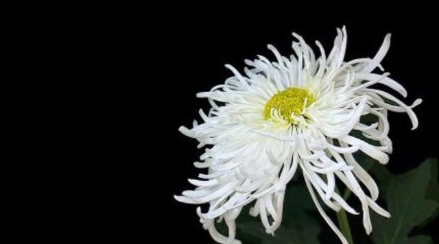 「贴梗海棠」这9种花原来可以吃?仙人掌可以吃,芦荟可以 “炒”?