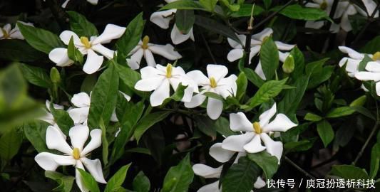  [栀子花]最厉害的养花营养液：给栀子花喝一勺，叶片翠绿，花开满枝头！