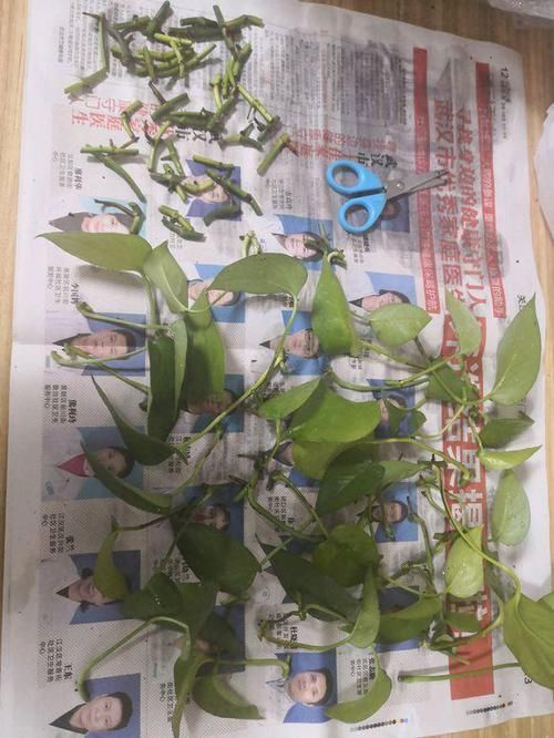  [家里]家里卫生间，养几盆“杀菌花”，吸潮气除异味，厕所变成绿森林