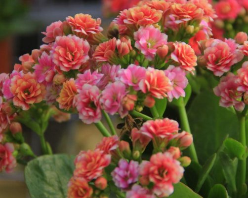 芦荟:号称“养不死”的4种花,根本不需要天天打理,给点阳光就灿烂