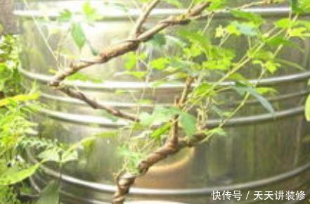  『盆栽』家居养护桑树盆栽，学会这几个小技巧，桑梓爆满盆不用再去买