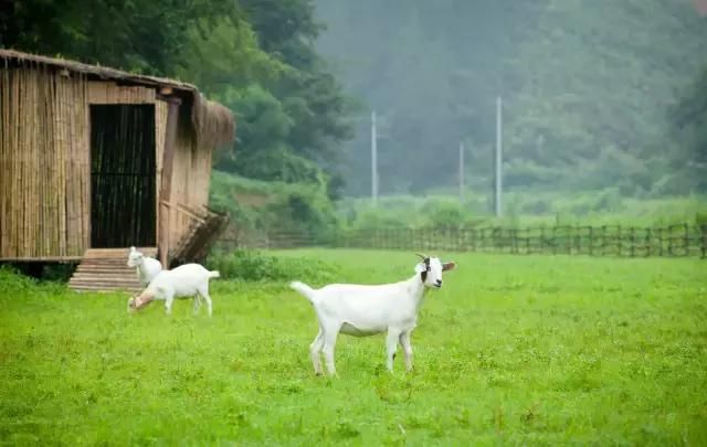 他在杭州打造了一个全中国最美的猪圈！纽约时报都报道了