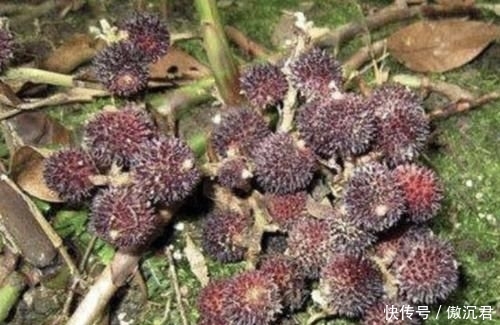 【地面】在山沟里,1种野果像“杨梅”,果子却在地面生长,珍贵、别去踩