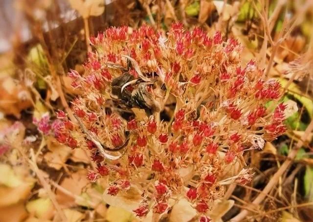 慎养■这花要慎养,每年砍掉3麻袋,照样蹭蹭长
