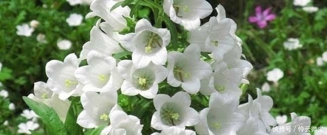  【柔软】你见过名字好听的3朵花，狐狸尾巴天文冬季名单中的几朵吗？