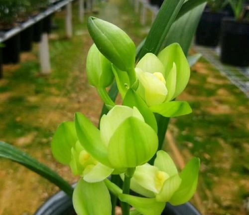  『把握』新手养兰花，把握几个关键点，兰花不黄叶烂根易出水晶头
