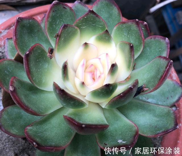 「挑战」药锦多肉为什么不好养?买到药锦多肉就该掰叶子,没必要挑战