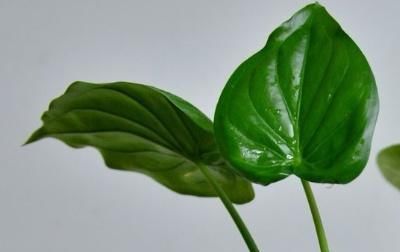  『植物』什么花可以水养?