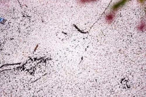 贵州私藏的人间仙境万亩樱花海，绝世美景震惊世界！