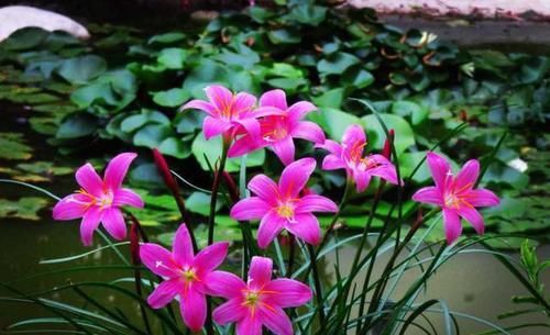  『飞花』“打春”后就养4种花，春暖鸟飞花先知，嫩芽蹭蹭冒喜迎春天来到