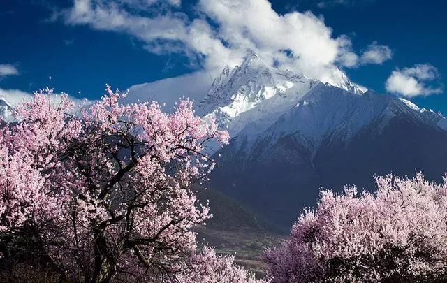 2019年，去林芝看桃花！