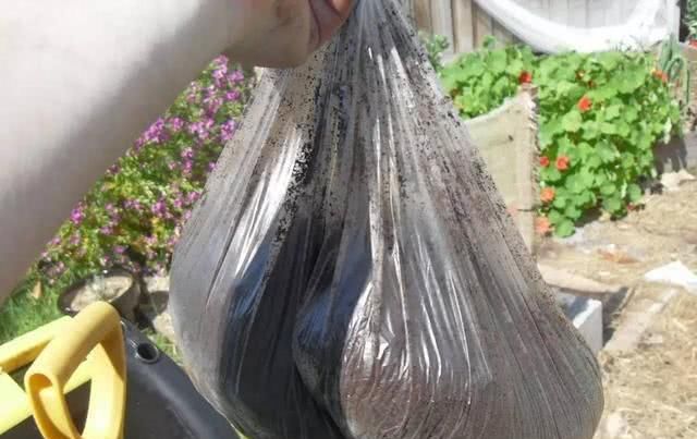  [植物花卉]咖啡渣不要扔，做花肥还有这些好处