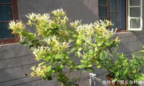  『室内』室内养花，选这6种错不了，空气好，病菌少，好养又漂亮