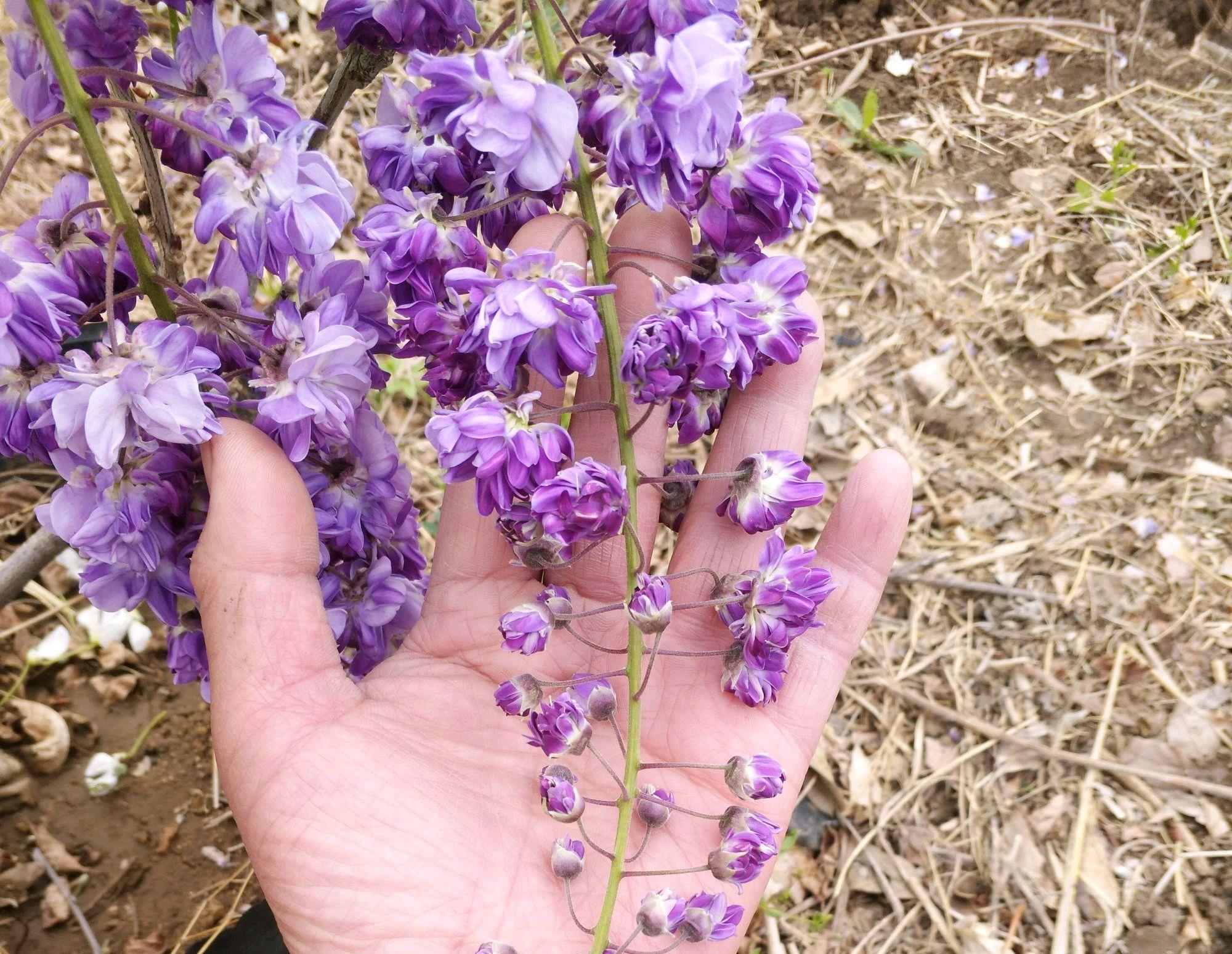  「贴梗海棠」10种春天路边常见的先开花后长叶植物