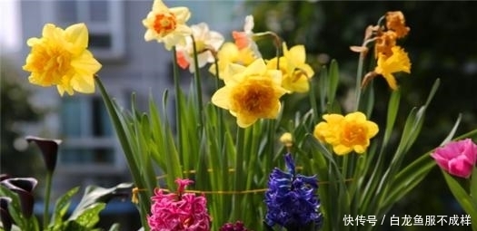 「花养」她用一斤花生壳把花养爆盆,四季油绿,花开不停,邻居看了都羡慕