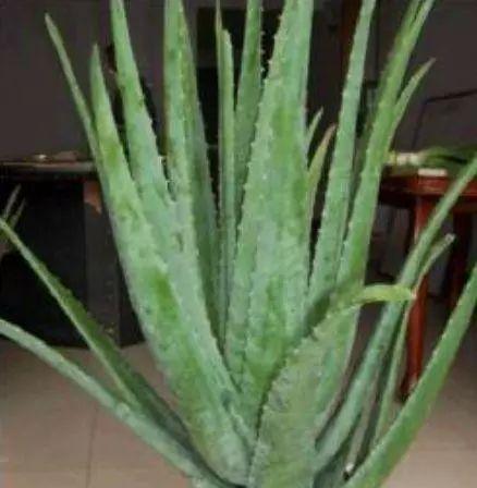  『家里』这“3种”植物，再贵也要养，杀菌又除臭，家里养1盆，身体更健康