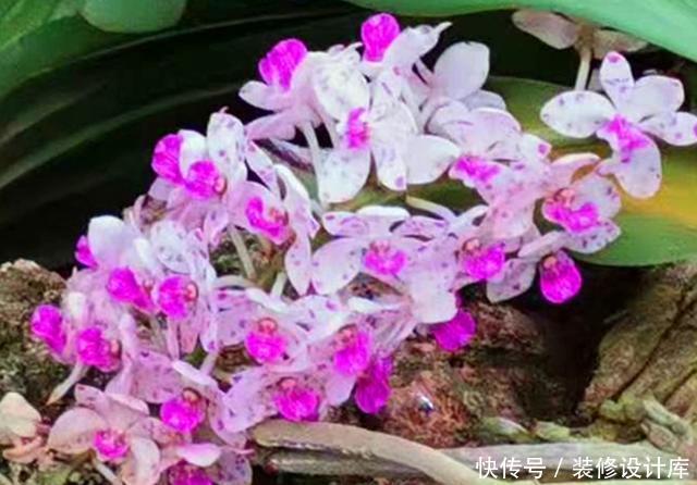  「冬天」开花像狐狸尾巴一样的兰花，盆栽冬天正是花期，这样养花多色艳