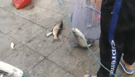  「惊现」奇闻！小清河惊现“鱼山鱼海”“万鱼奔腾”场面