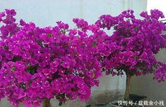  『简直』夏季最爱爆盆花草，越晒越爆盆，开花多又好养，简直美翻了