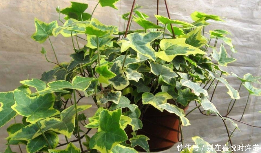  『净化空气』甲醛“杀手”大合集，这6种植物点缀家居，有益健康观赏性十足